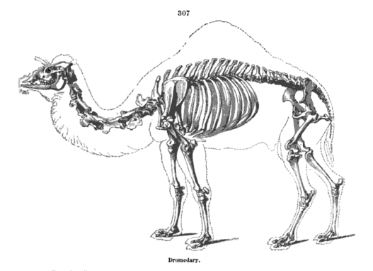 Camel_Skeleton_-_Richard_Owen_-_On_the_Anatomy_of_Vertebrates_(1866)